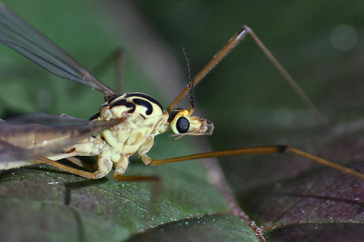 Nephrotoma sp. femmina